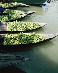 High angle view of plants in lake