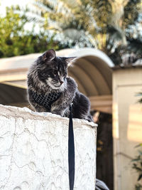Close-up of a cat sitting on retaining wall