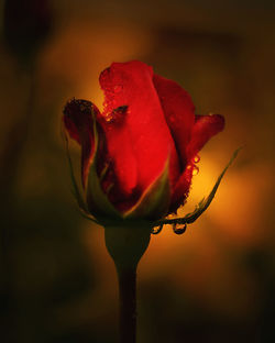Close-up of rose bud