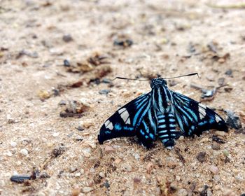 Close-up of butterfly on the ground