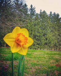 Close-up of yellow flowers blooming in field