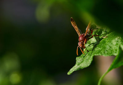 Close-up of insect on plant