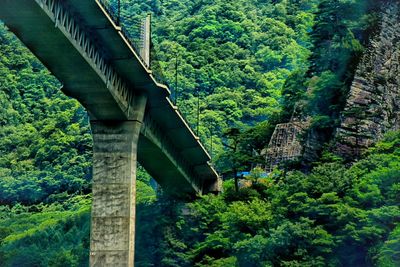 View of bridge in forest