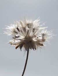 Close-up of dandelion