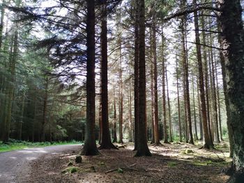 Countesswells forrest in summer