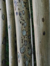 Close-up of wood