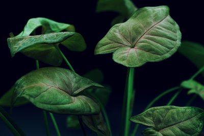 Close-up of green leaf