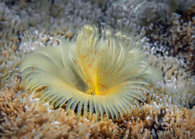 Close-up of coral in sea