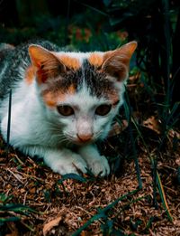 Close-up portrait of a cat on field