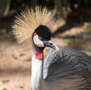 Close-up of bird against blurred background