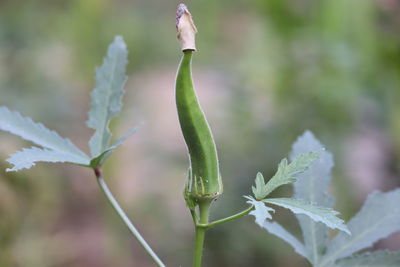 Close-up of fresh green plant