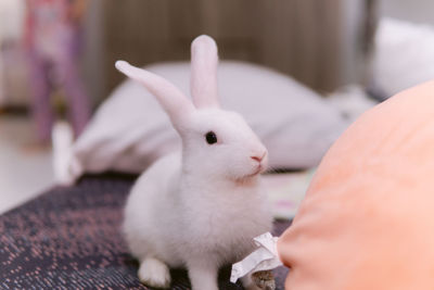 Close-up of a rabbit