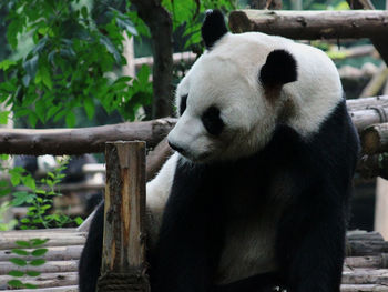 Panda by wooden railing in zoo