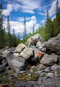 Close-up of rocks in forest