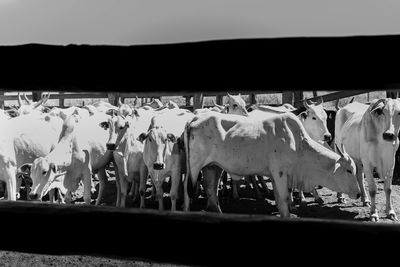 View of cows standing against sky