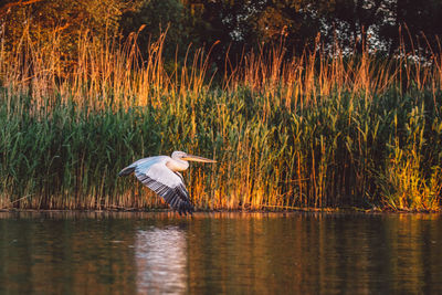 Pelican flying over lake by trees