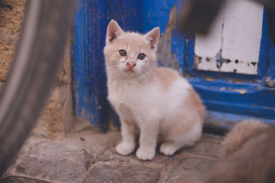 Portrait of kitten sitting outdoors