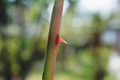 Close-up of plant against blurred background