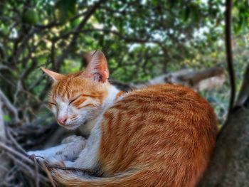 Cat resting in a tree