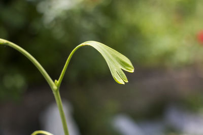 Ginko biloba tree leaves close-up, traditional medicine