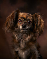 Close-up portrait of cavalier king charles spaniel