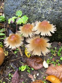 High angle view of mushrooms growing on field