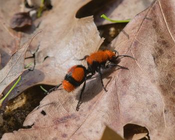 Close-up of butterfly on dry leaf