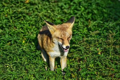 Lion standing on field