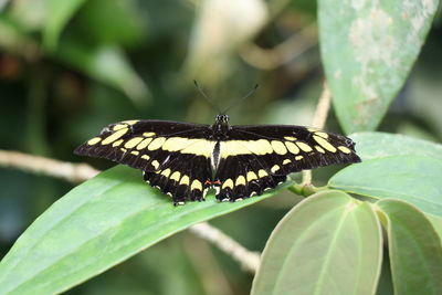 Close-up of butterfly on leaf