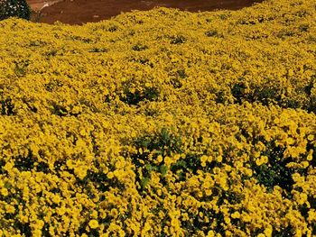 Scenic view of oilseed rape field