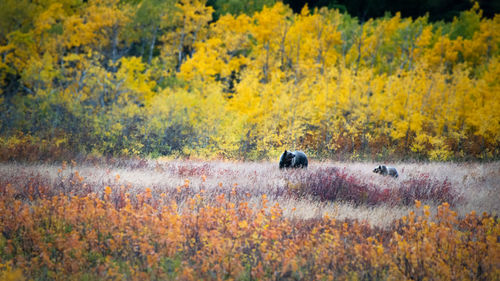 View of an animal on landscape during autumn