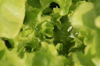 Close-up of green leaf