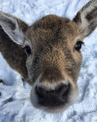 Close-up portrait of squirrel on snow