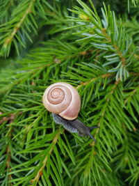 Close-up of snail on plant