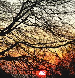 Silhouette of trees at sunset