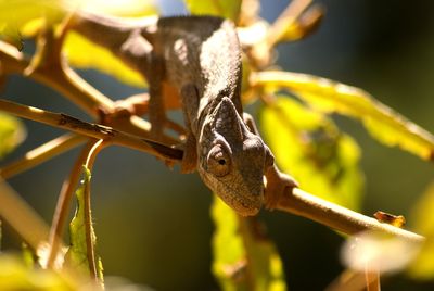 Close-up of insect on plant