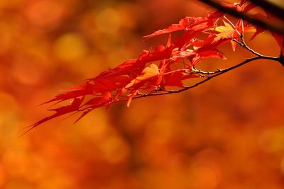 Close-up of leaves on branch