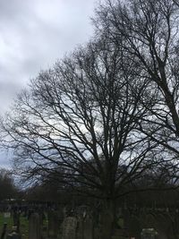 Low angle view of tree against sky