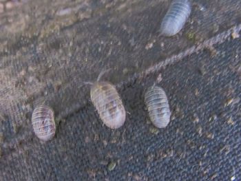 High angle view of shells on water