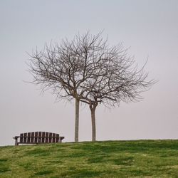 Bare tree on grassy field against clear sky