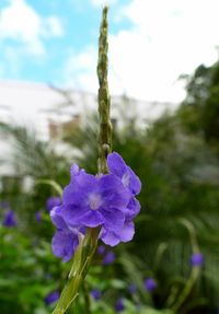 Close-up of purple flowers blooming against sky