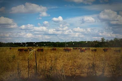 Scenic view of field against sky