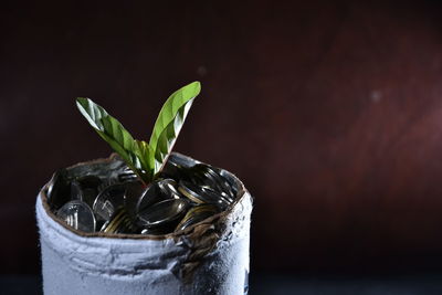 Close-up of plant in jar on table