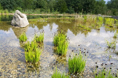 Scenic view of lake