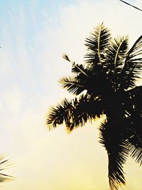 Low angle view of palm trees against sky