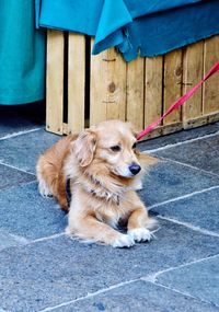 Dog looking away while sitting on sidewalk