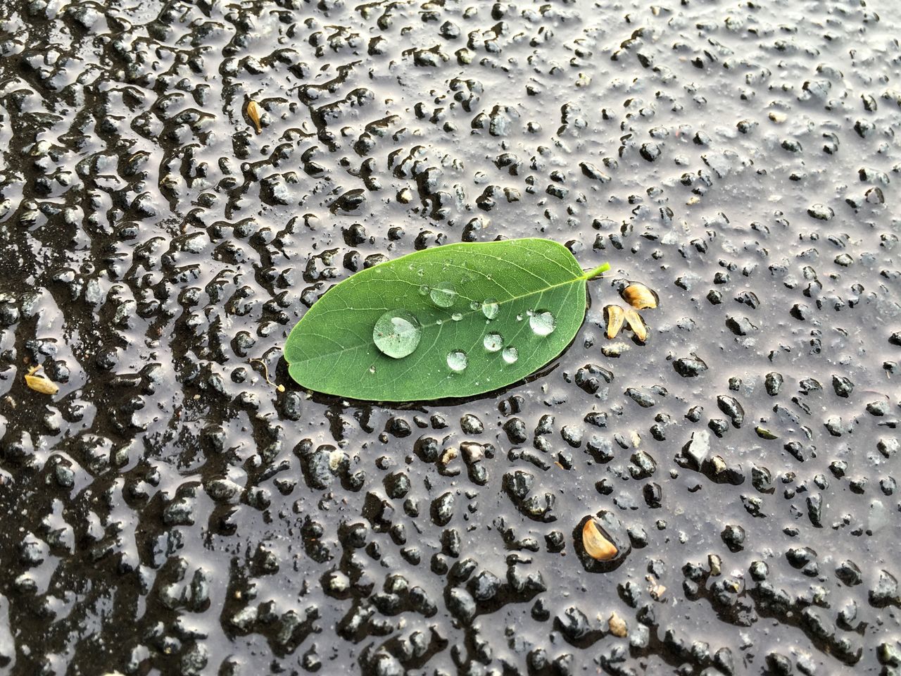 green color, leaf, nature, high angle view, drop, wet, freshness, no people, water, beauty in nature, backgrounds, outdoors, close-up, day, fragility
