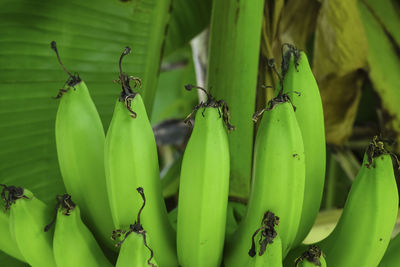 Close-up of green fruits on plant