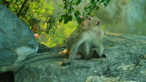 Monkey sitting on rock