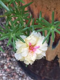 Close-up of flower blooming outdoors